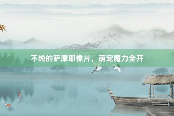 不纯的萨摩耶像片,萌宠魔力全开